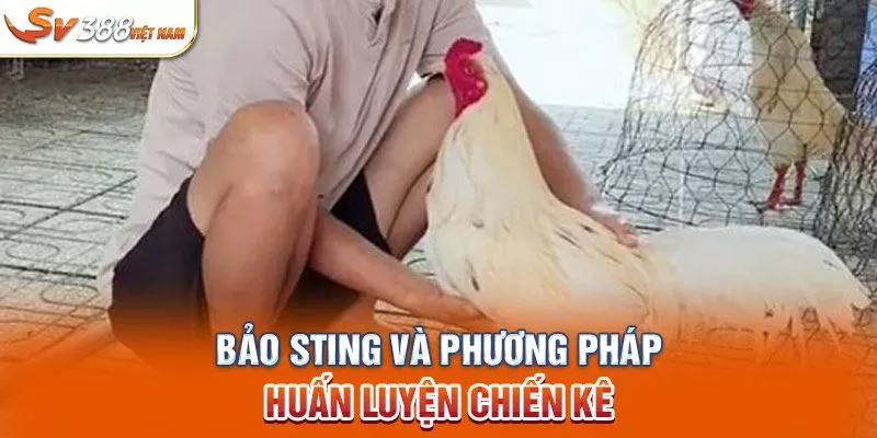 Bảo Sting và phương pháp huấn luyện chiến kê