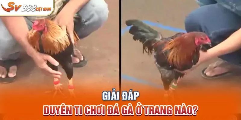 Giải đáp: Duyên Ti chơi đá gà ở trang nào?