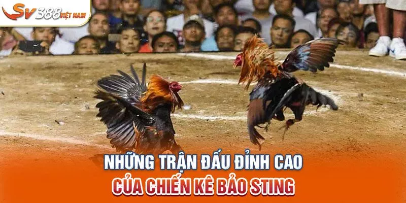 Những trận đấu đỉnh cao của chiến kê Bảo Sting