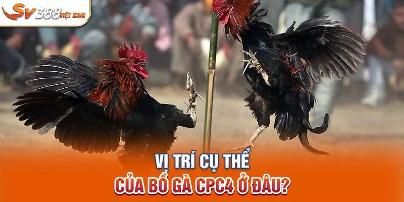 Vị trí cụ thể của bồ gà CPC4 ở đâu?